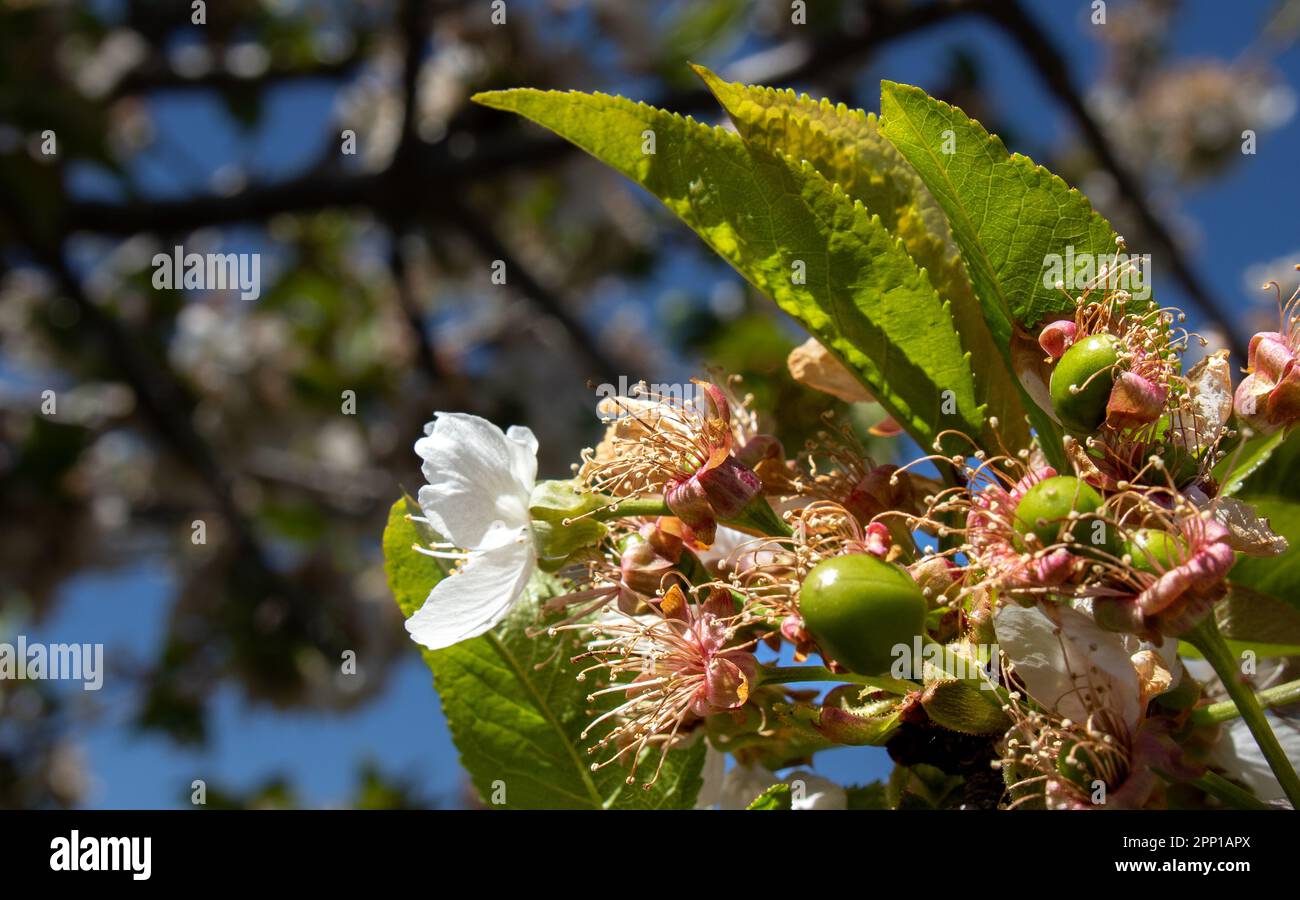 Rama de un cerezo fait de convivialité les cerezas verdes y las flores Banque D'Images