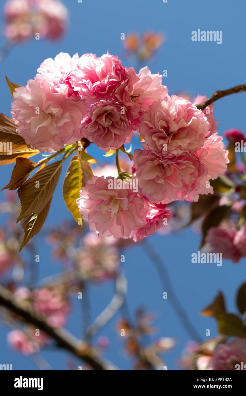 Primer plano de las flores de un cerezo japonés y el azul del cielo de fondo Banque D'Images
