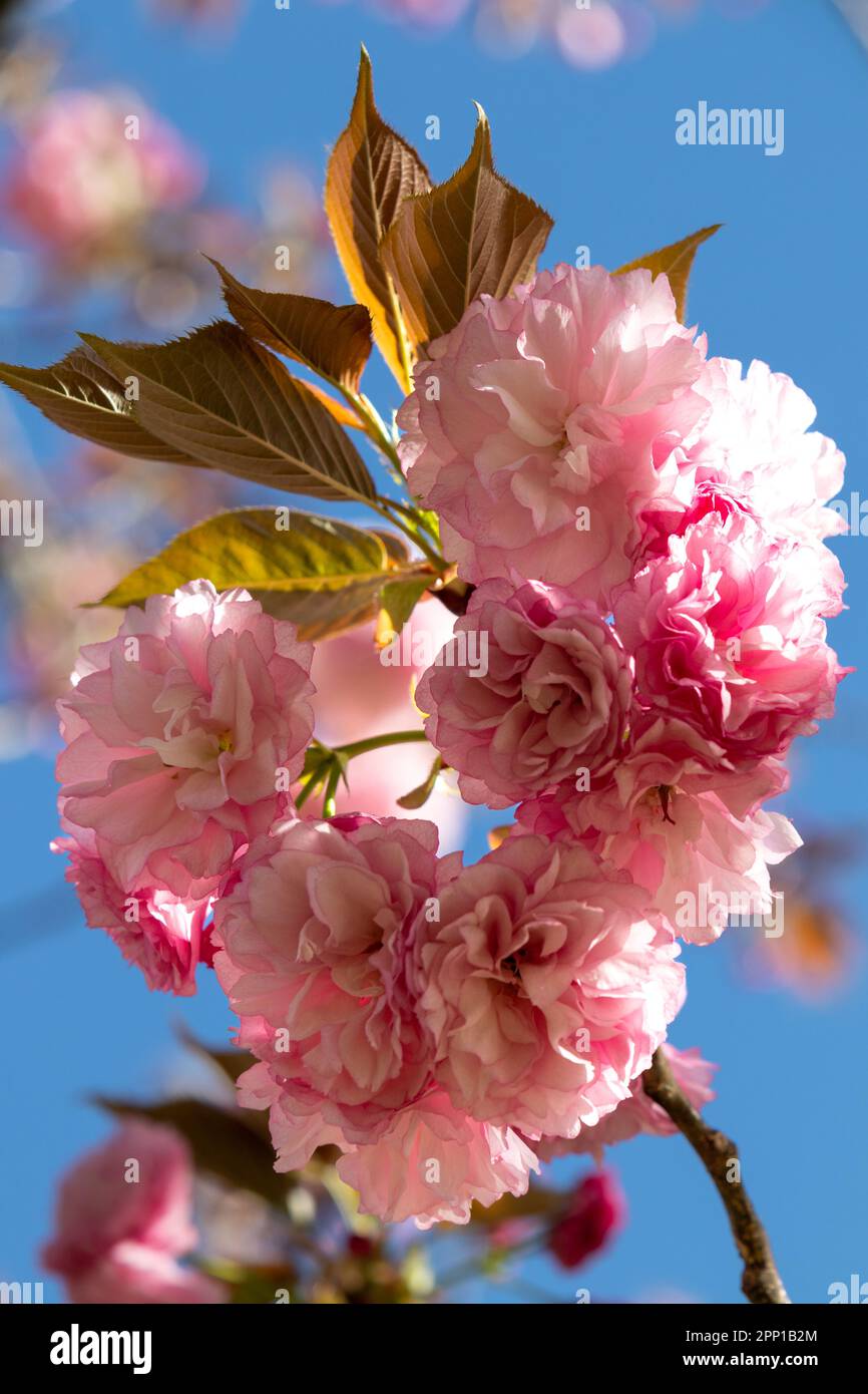 Primer plano de las flores de un cerezo japonés y el azul del cielo de fondo Banque D'Images