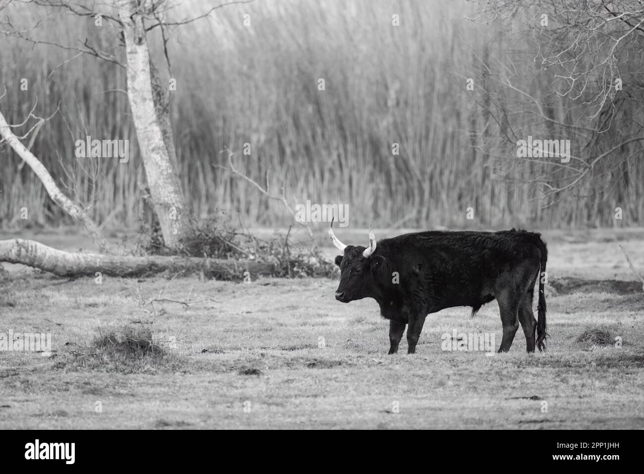 Taureau noir debout sur un pâturage, matin brumeux au printemps, noir et blanc, Camargue (Provence, France) Banque D'Images