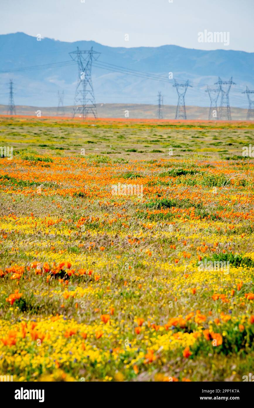 Champ de la Californie coquelicots et fleurs sauvages avec des tours de transformateur d'électricité dans la vallée d'Antelope, Lancaster, Californie. Montagnes à distance. Banque D'Images