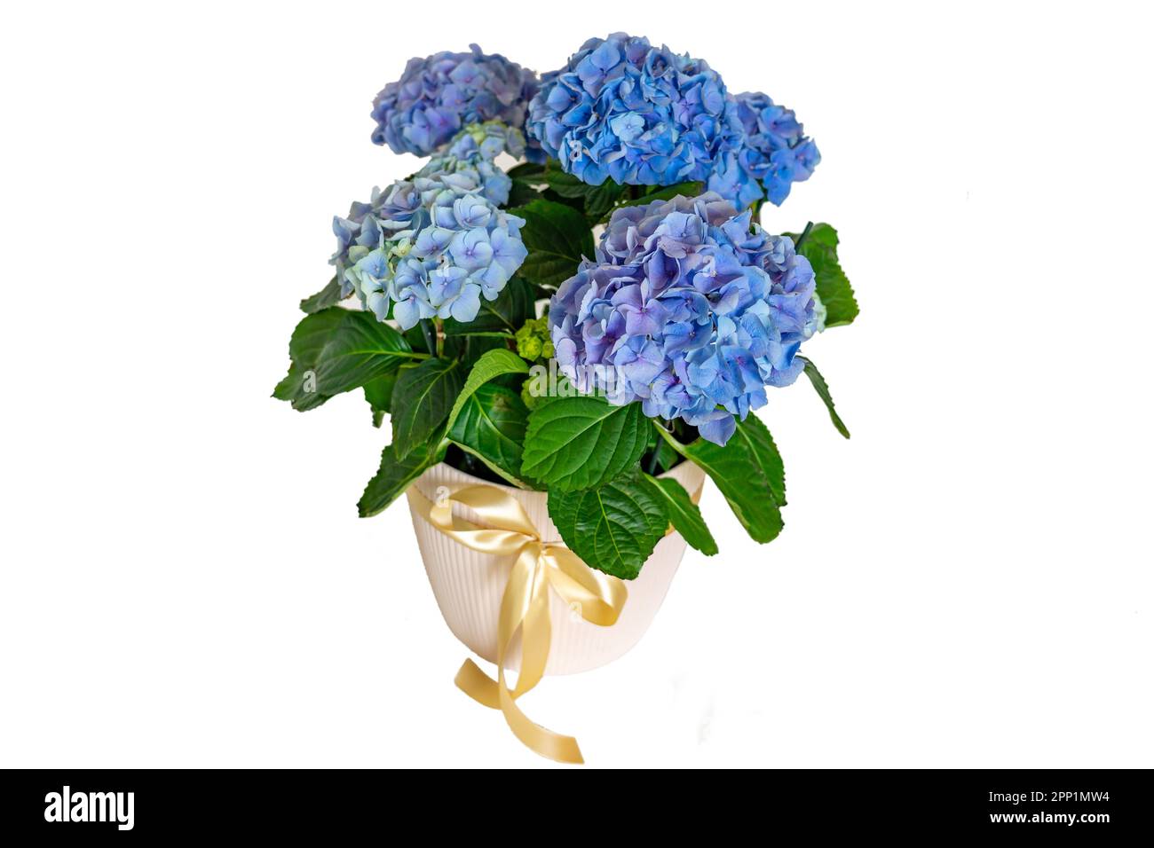 Belle fleur bleu vif isolée hortensia Hydrangea. Banque D'Images