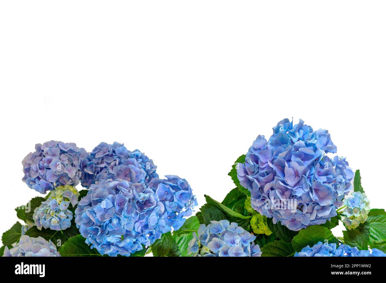 Beau bleu vif isolé hortensia Hydrangea cadre de fleur. Banque D'Images
