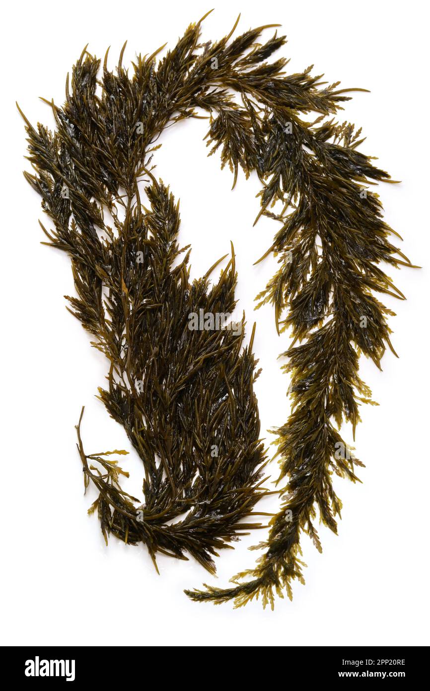 Algues japonaises délicieuses, Akamoku ( Sargassum Horneri ), non cuites Banque D'Images