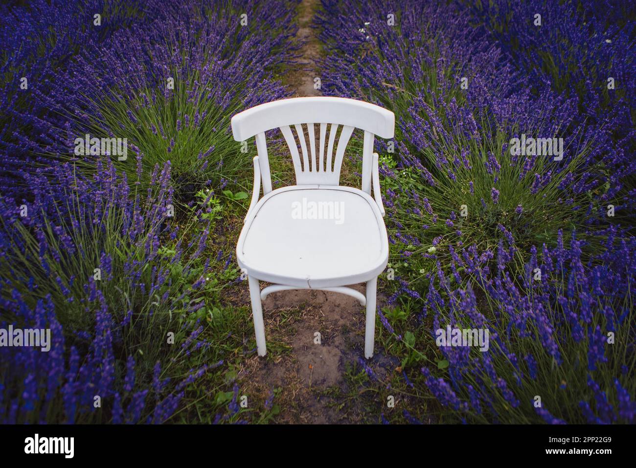 Dans un champ de lavande, une chaise vintage blanche se distingue parmi les fleurs Banque D'Images
