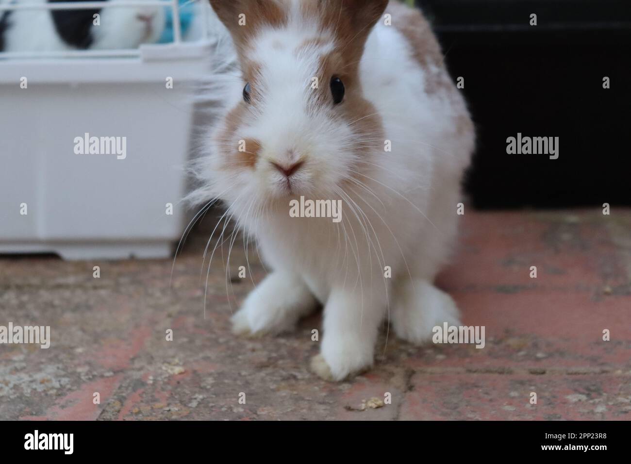 Lapin domestique aux cheveux bruns et blancs sur la terrasse de ma maison Banque D'Images