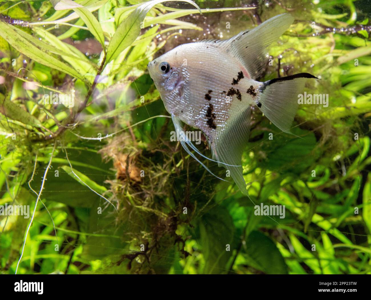 Un poisson vivant, à finnes noires, nageant dans un plan d'eau tranquille entouré d'une végétation luxuriante Banque D'Images