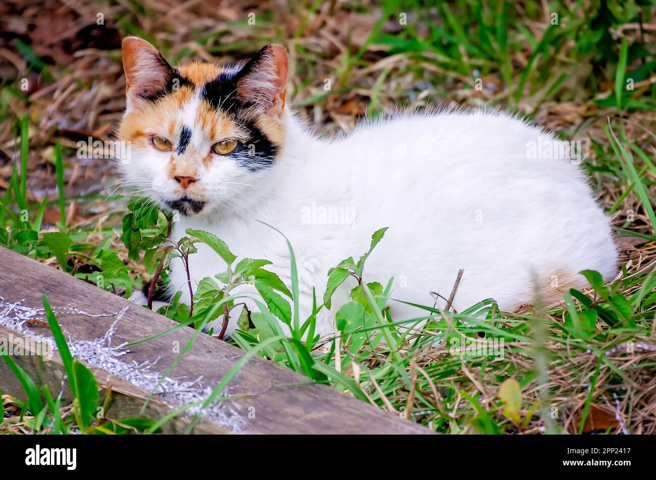 Suzie Q, un chat calico féral, repose sur le sol près d'un hangar abandonné, 9 avril 2023, à Coden, Alabama. Banque D'Images