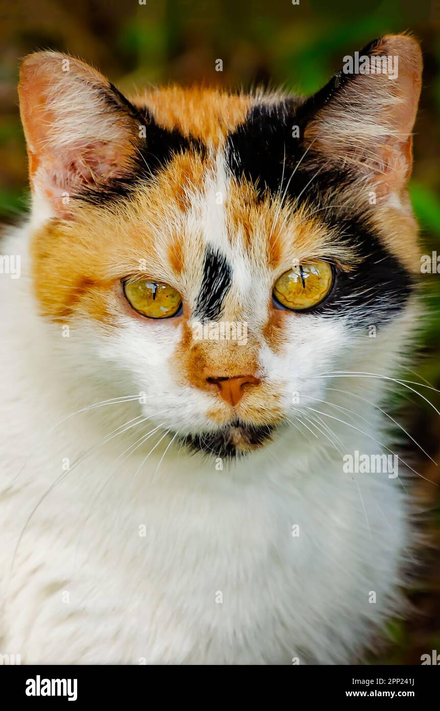 Suzie Q, un chat féral calico, est photographié 9 avril 2023, à Coden, Alabama. Environ 99,9 pour cent des chats calico sont des femmes. Banque D'Images