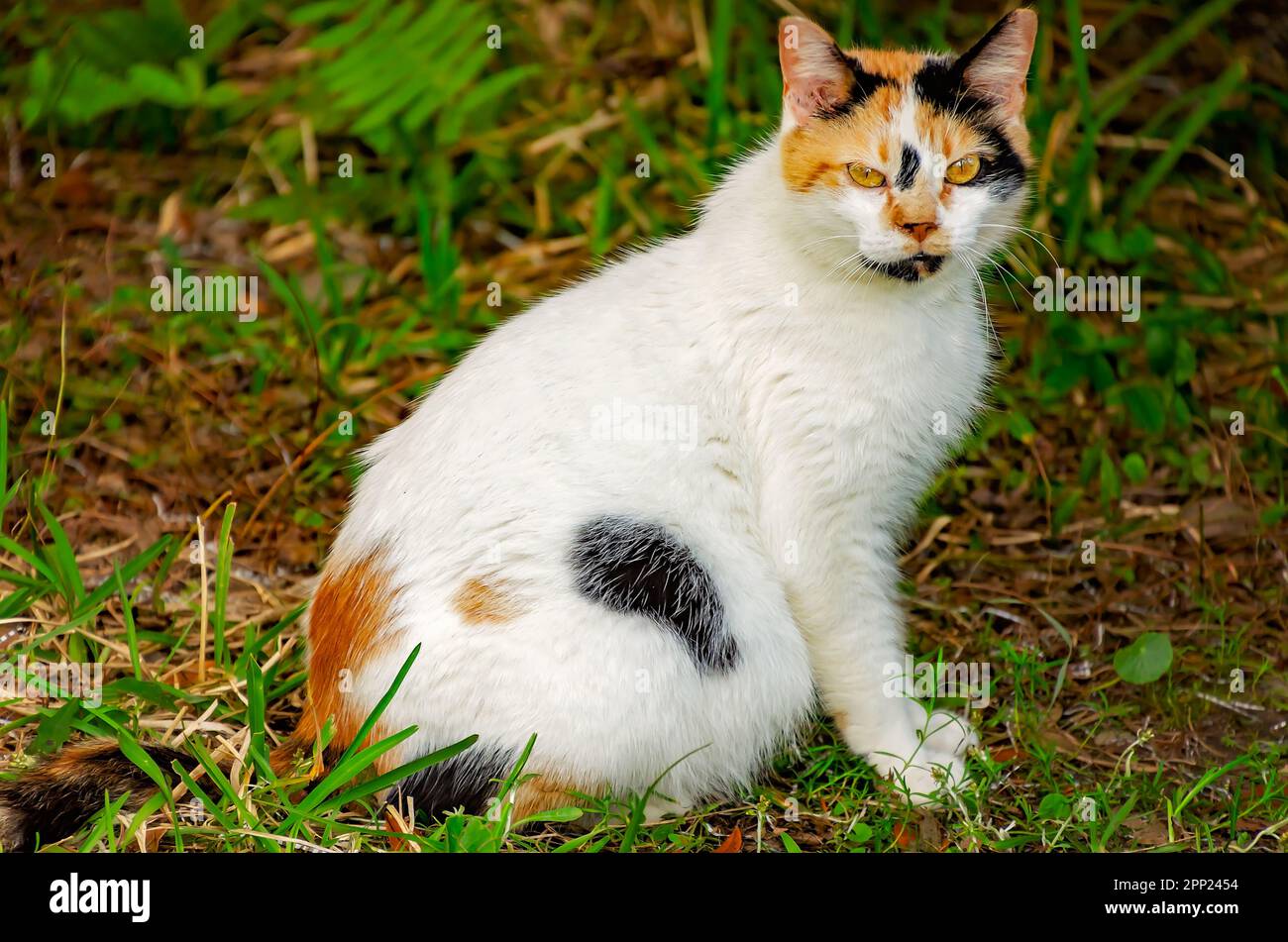 Suzie Q, un chat féral calico, est photographié 9 avril 2023, à Coden, Alabama. Environ 99,9 pour cent des chats calico sont des femmes. Banque D'Images