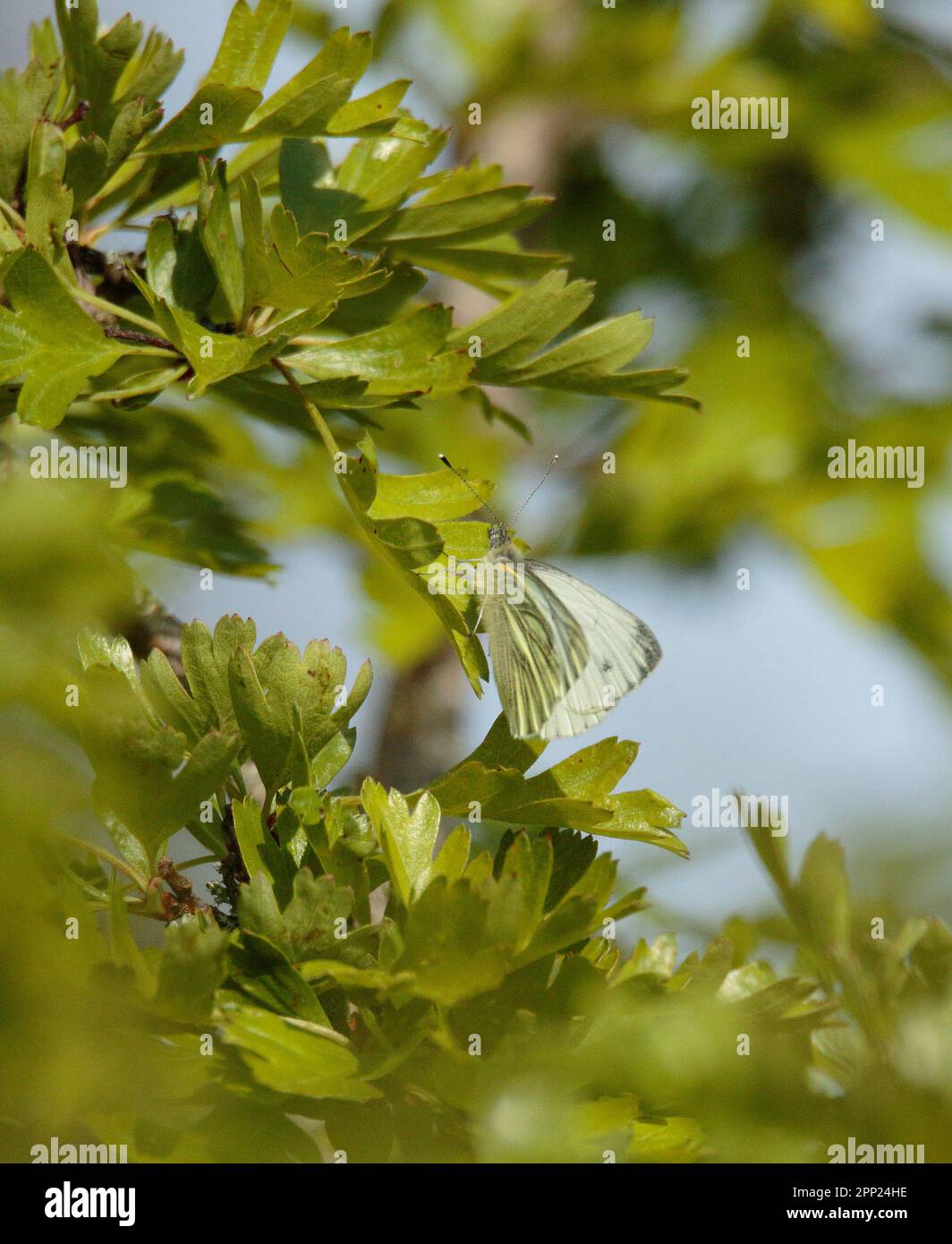 Papillon blanc Banque D'Images