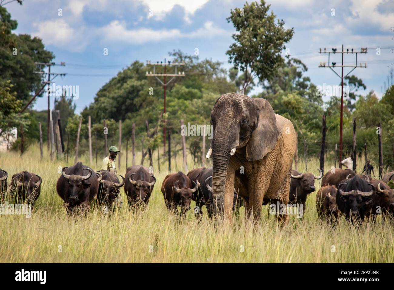 Des membres de cinq grands animaux africains, éléphants et buffles marchant ensemble dans la savane lors d'un safari africain en véhicule ouvert au Zimbabwe, Imire Banque D'Images
