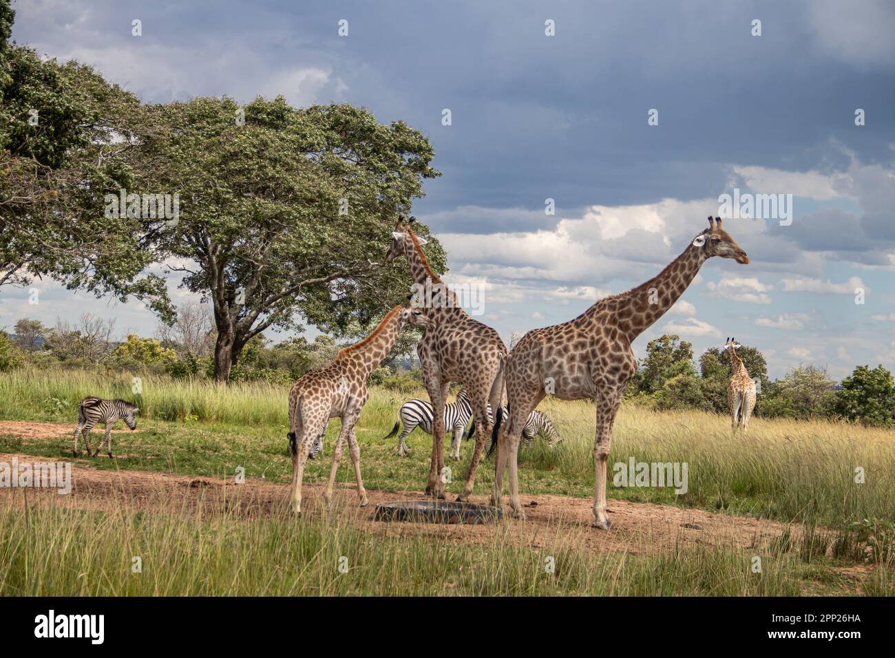 Plusieurs animaux sauvages (zébra et girafe), se rassemblent autour de la source d'eau dans la savane dans le parc national de préservation Imire, au Zimbabwe, safari en Afrique Banque D'Images