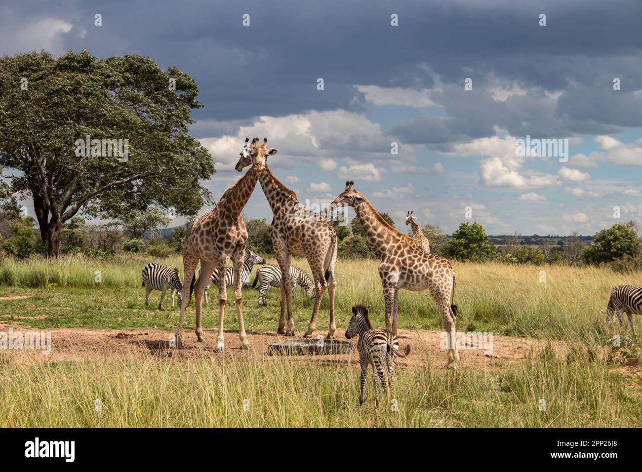 Plusieurs animaux sauvages (zébra et girafe), se rassemblent autour de la source d'eau dans la savane dans le parc national de préservation Imire, au Zimbabwe, safari en Afrique Banque D'Images