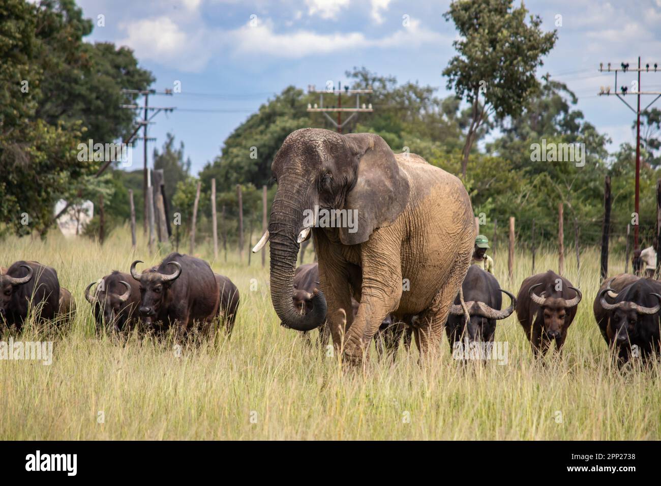 Des membres de cinq grands animaux africains, éléphants et buffles marchant ensemble dans la savane lors d'un safari africain en véhicule ouvert au Zimbabwe, Imire Banque D'Images