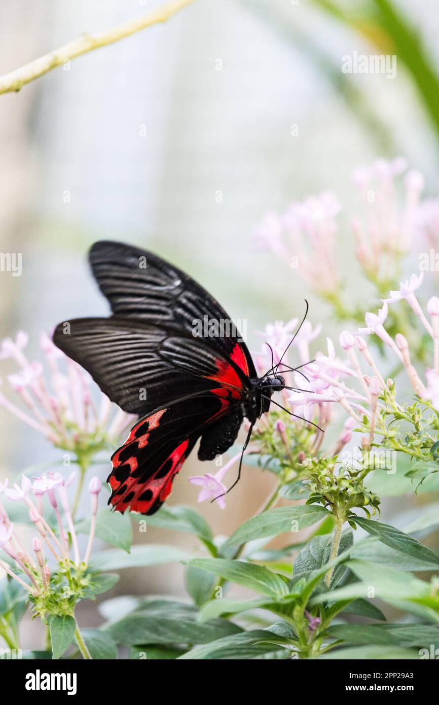 Gros plan de la mormon écarlate (Papilio Rumanzovia) papillon buvant le nectar d'une fleur rose. Banque D'Images