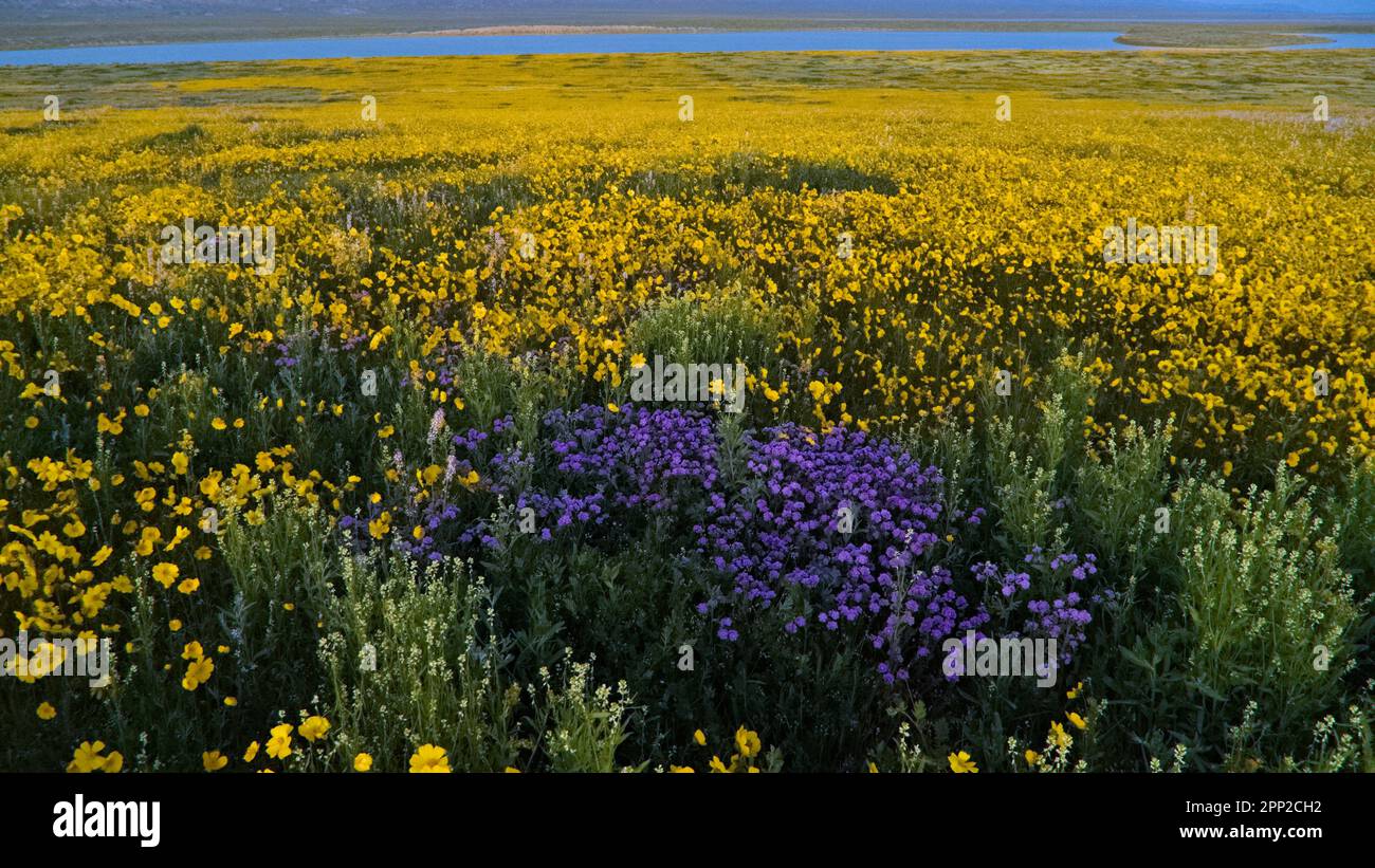 Super floraison dans la plaine de Carrizo Banque D'Images