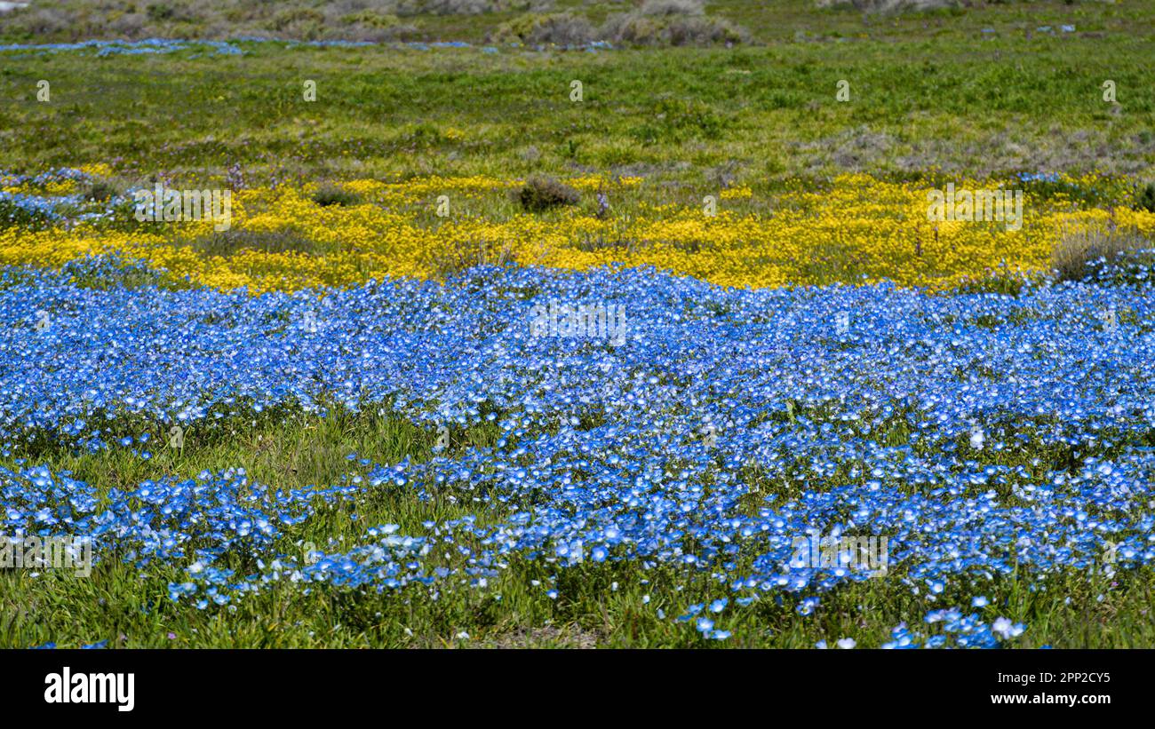 Un champ de bébé yeux bleus mélangés avec des fleurs jaunes. Banque D'Images