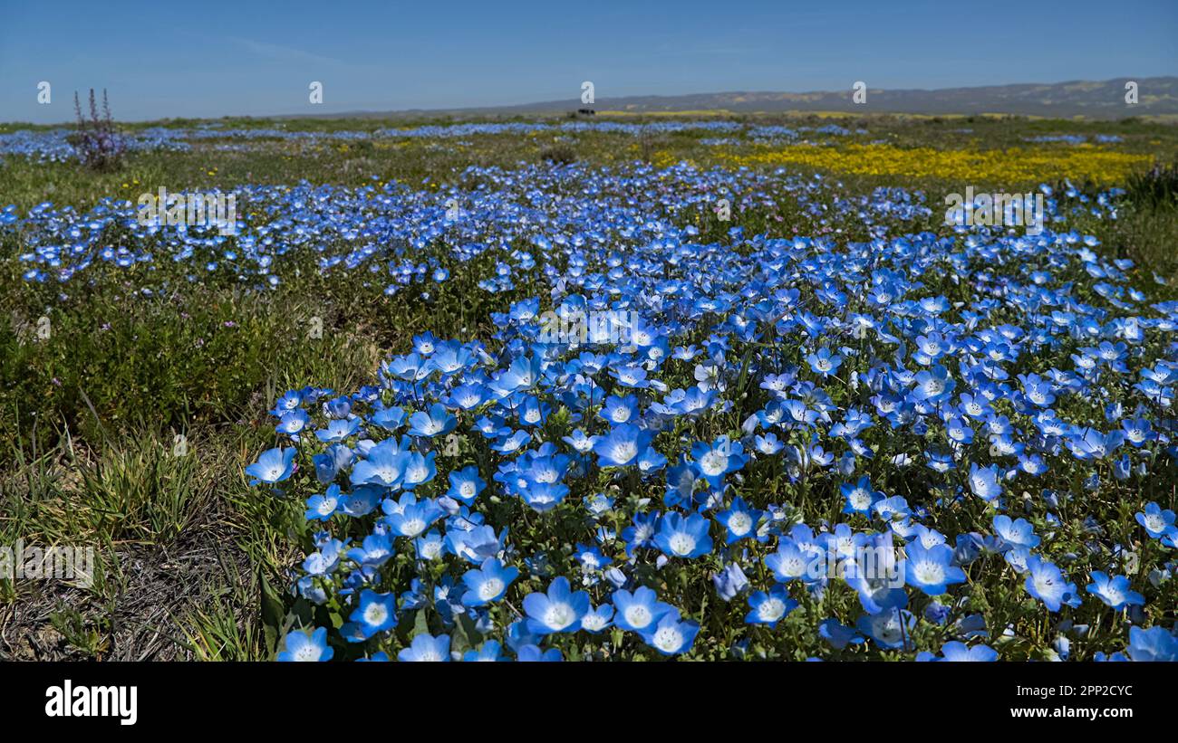Un champ de bébé yeux bleus mélangés avec des fleurs jaunes. Banque D'Images