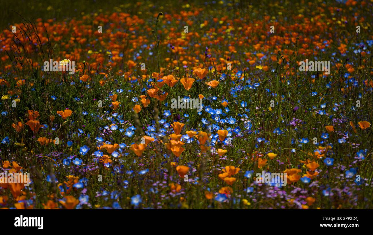 Champ de fleurs sauvages : chiot de Californie mélangé avec des yeux bleus de bébé Banque D'Images