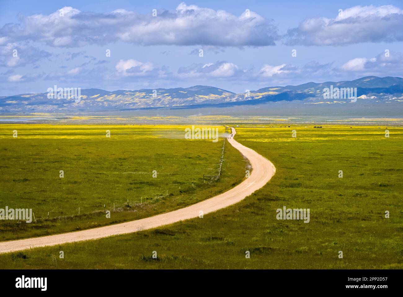 Une route de terre courbée dans le champ de fleurs sauvages, il va aux montagnes au loin. Banque D'Images