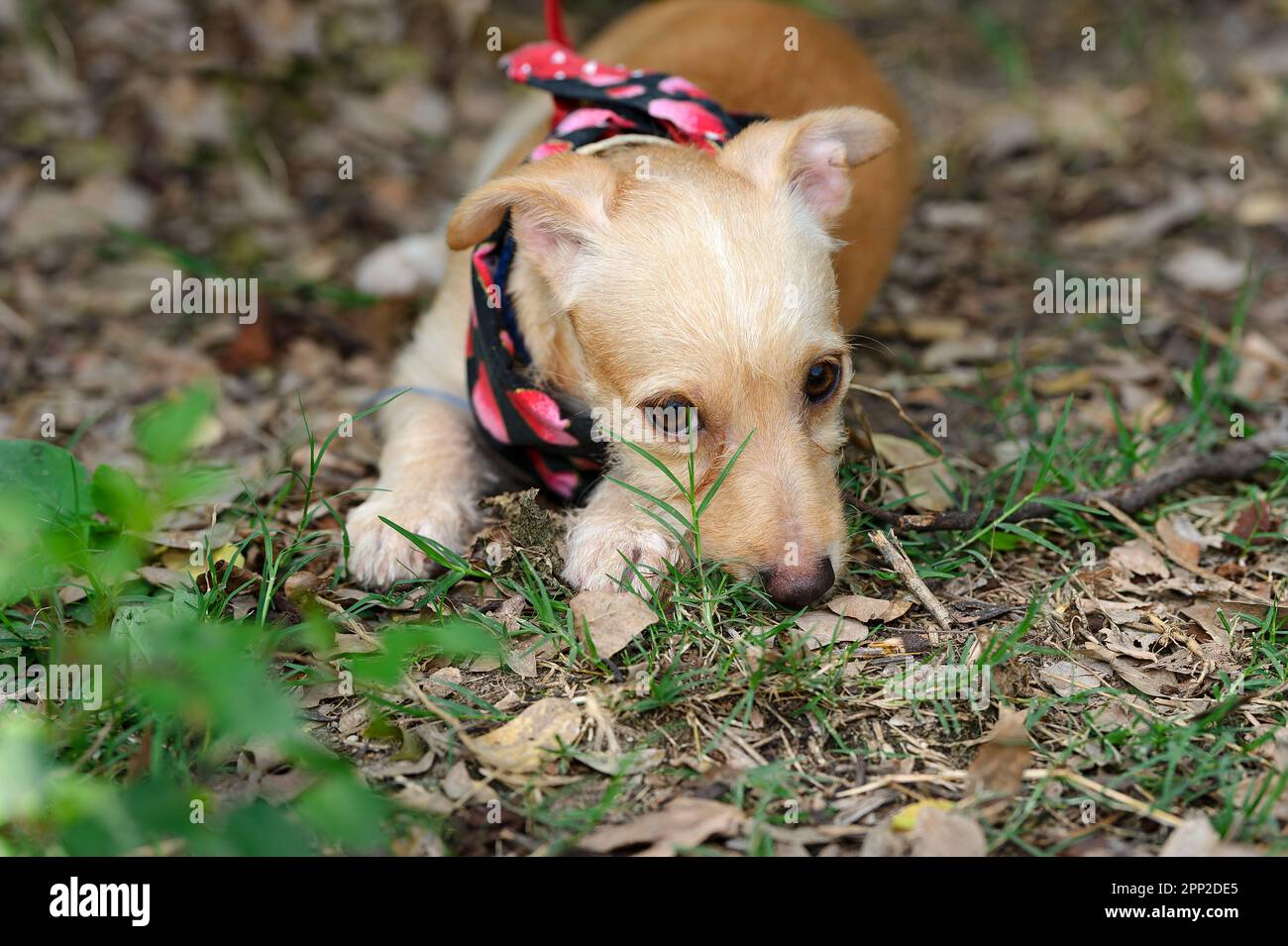 Un adorable chien timide est en plein air avec un regard triste sur son visage Banque D'Images