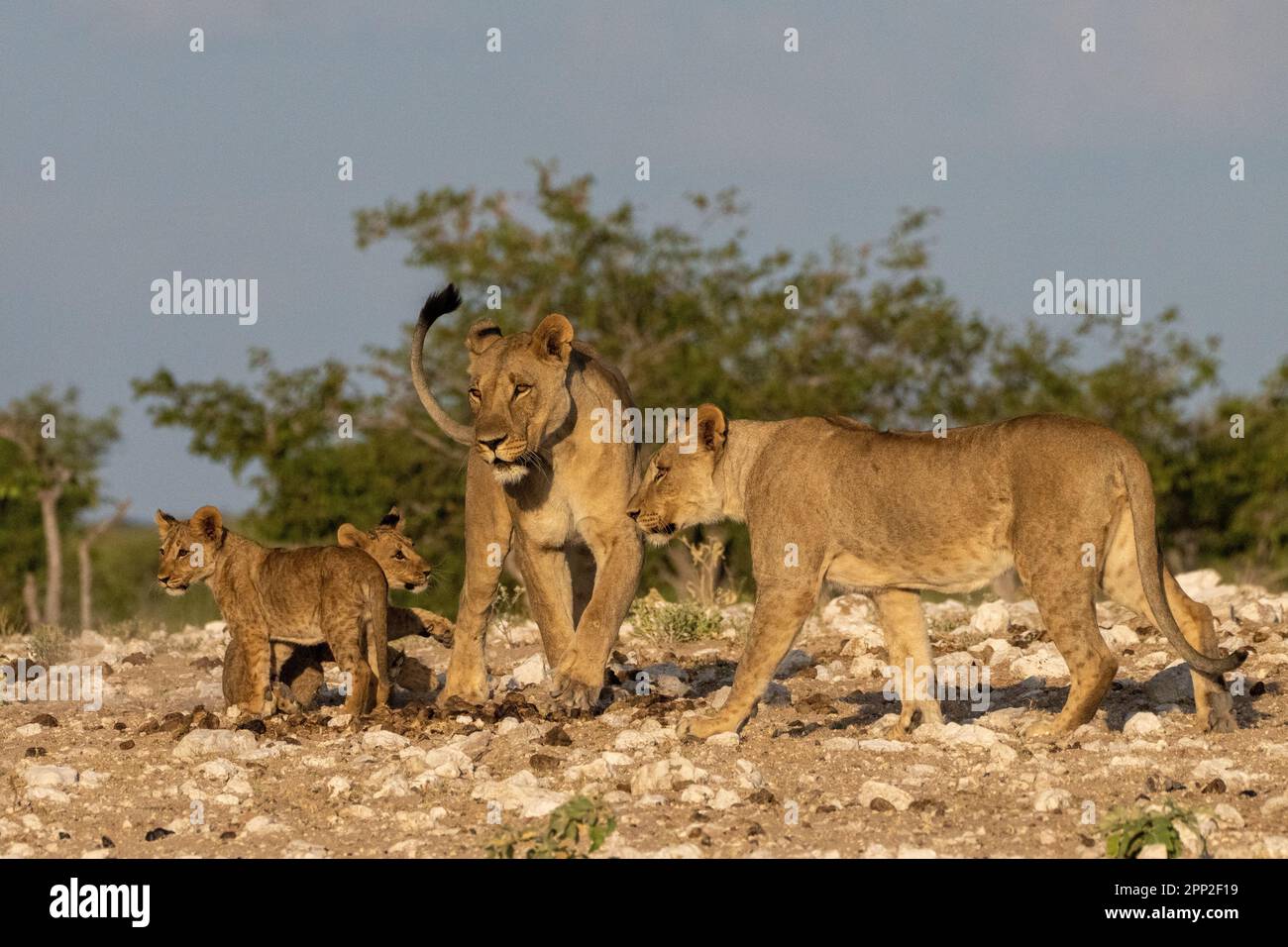 Femmes jeunes mâles et petits dans le parc national d'Etosha Banque D'Images