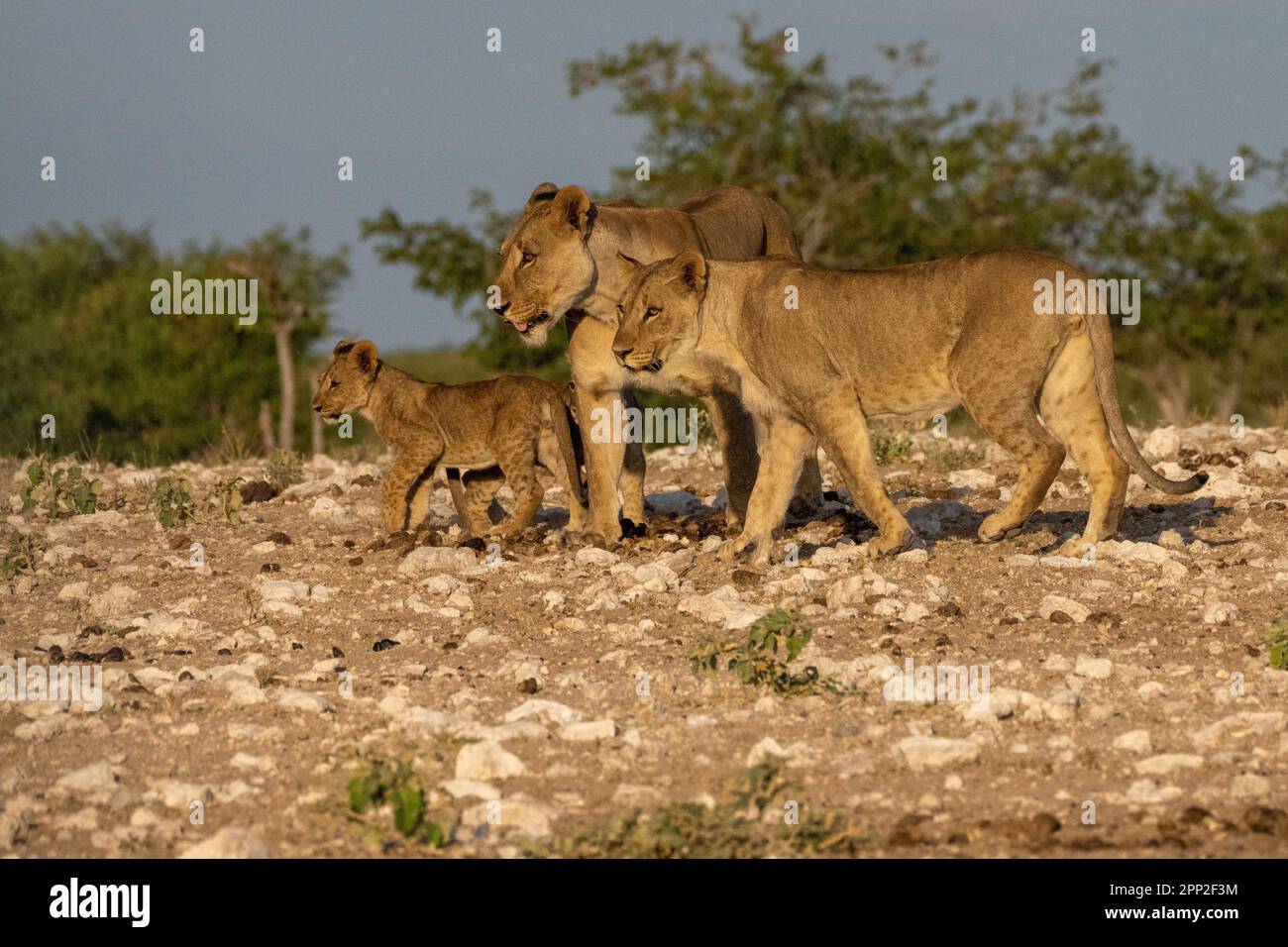 Femmes jeunes mâles et petits dans le parc national d'Etosha Banque D'Images