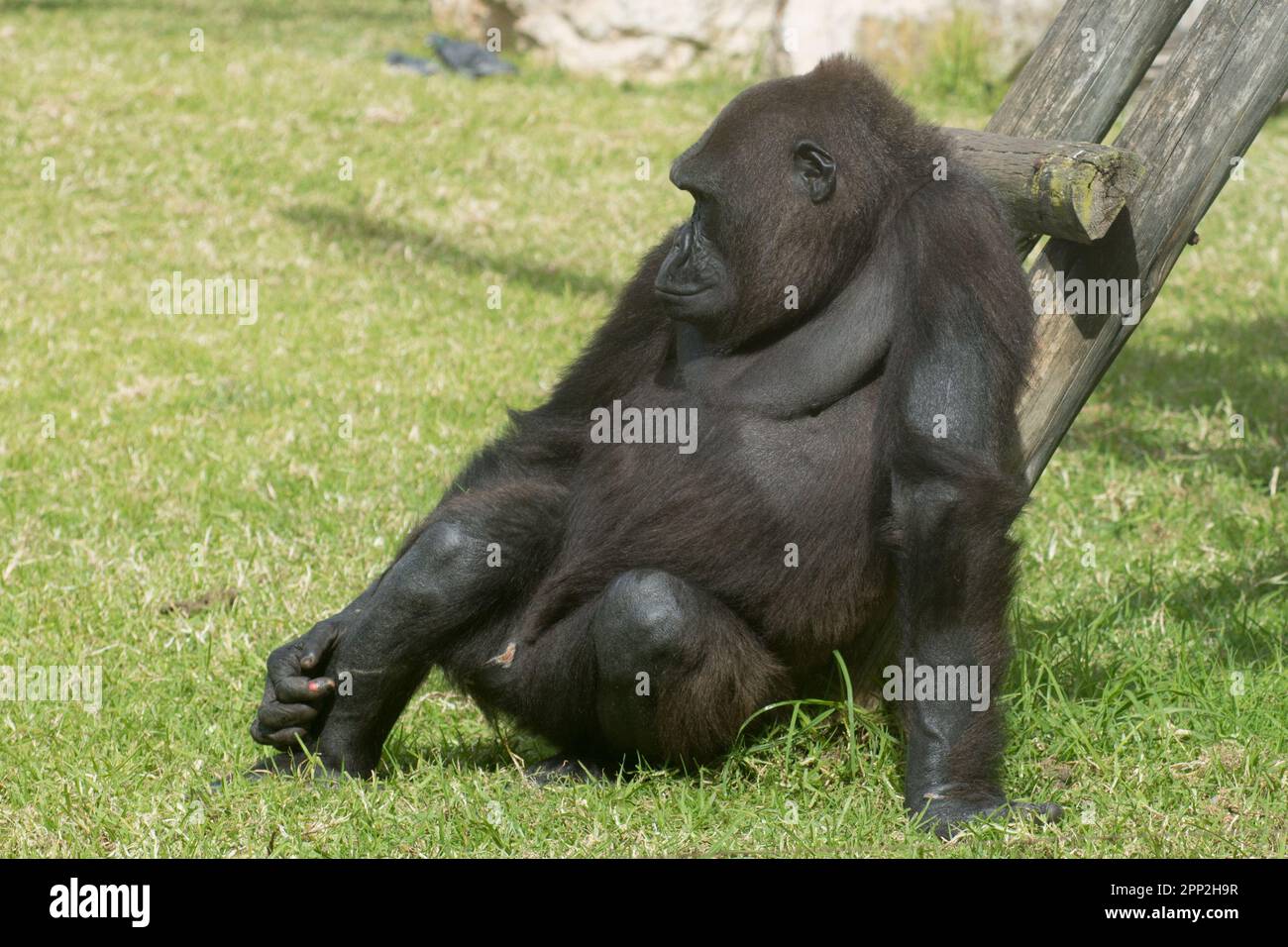 immense gorille noire assise sur l'herbe en attendant la nourriture se grattant la jambe Banque D'Images