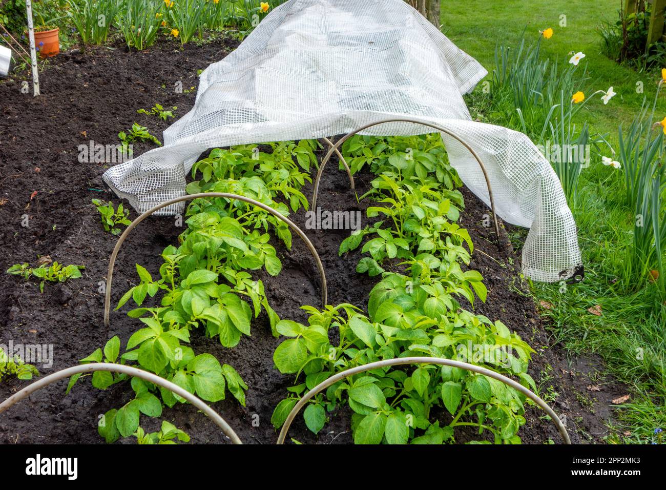 Première culture de pommes de terre neuves sous le couvert de tunnels polly dans un potager anglais au printemps Banque D'Images