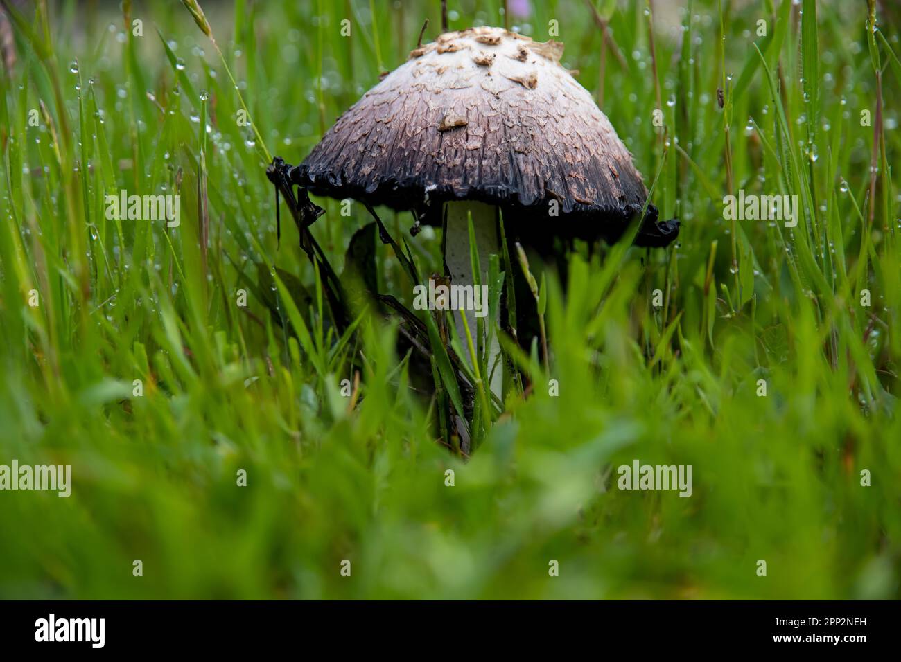 Avec l'arrivée du printemps, les champignons proviennent du sol. Un champignon solitaire parmi les herbes fraîches. Banque D'Images