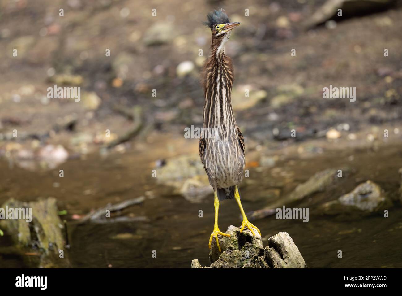Héron vert juvénile, Everglades Banque D'Images