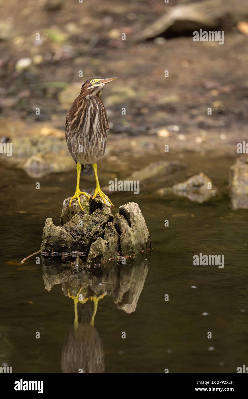 Héron vert juvénile, Everglades Banque D'Images
