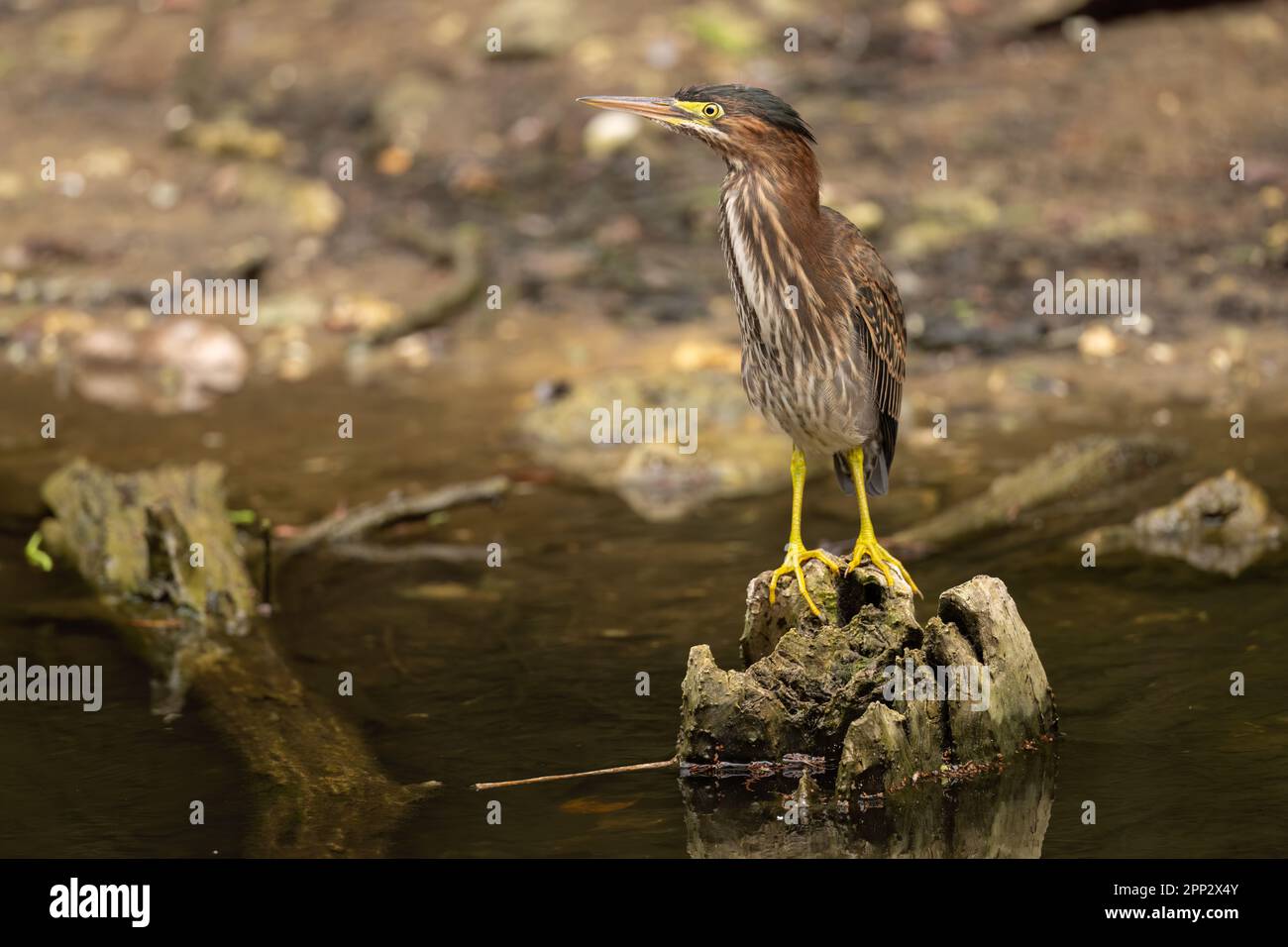 Héron vert juvénile, Everglades Banque D'Images