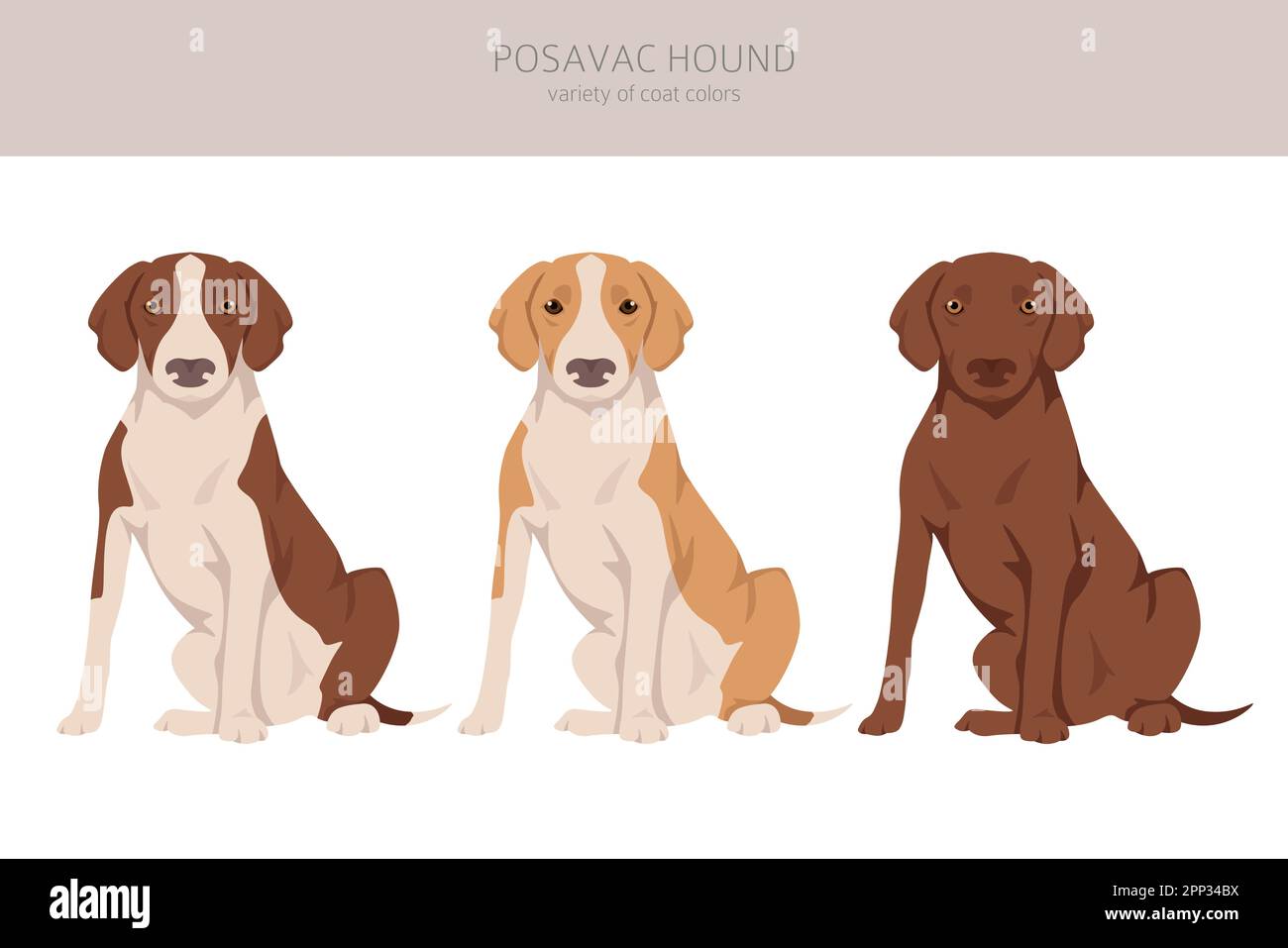 Falaise Postavac Hound. Ensemble de couleurs de manteau. Infographie sur les caractéristiques de toutes les races de chiens. Illustration vectorielle Illustration de Vecteur
