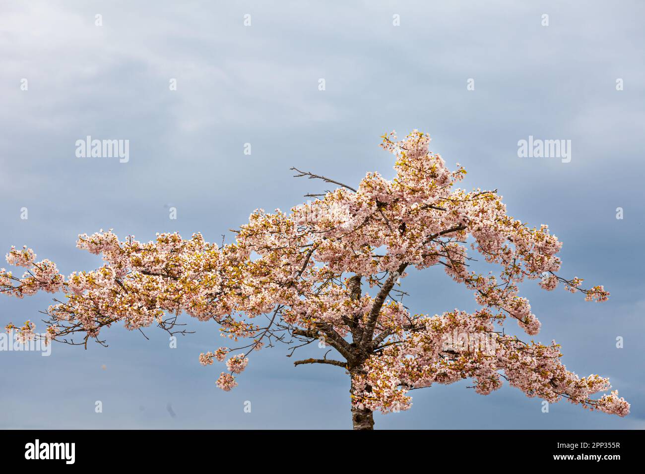 Cerisiers au parc Gary point à Steveston Colombie-Britannique Canada Banque D'Images