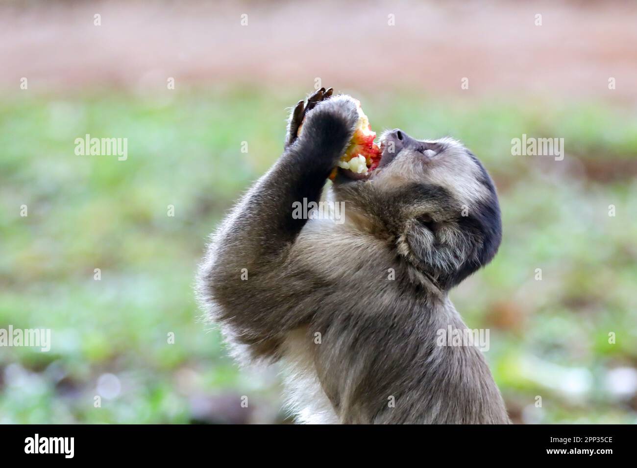 Singe Capuchin (sapajus), singe brésilien typique. Banque D'Images