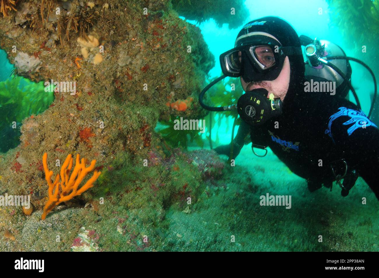 Plongeur à la formation de roche avec une petite éponge de doigt et un varech flou en arrière-plan. Lieu: Leigh Nouvelle-Zélande Banque D'Images