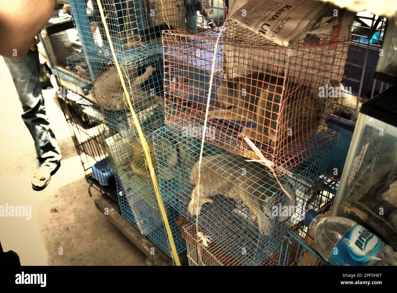 Un vendeur d'animaux en bord de route près d'un marché d'animaux qui vend également des espèces sauvages et des espèces protégées, y compris des loris lents (en photo), à Jatinegara, dans l'est de Jakarta, à Jakarta, en Indonésie. Malgré sa protection, les loris lents souffrent du commerce de la faune. Les primates nocturnes sont traités comme des animaux de compagnie sans avoir de caractéristiques pour survivre dans des milieux anthropiques. En outre, l'espèce est très populaire sur les médias sociaux. Banque D'Images