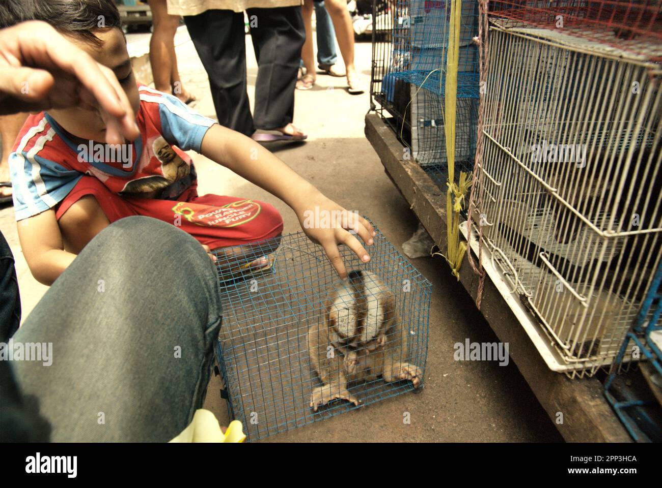 Un vendeur d'animaux en bord de route près d'un marché d'animaux qui vend également des espèces sauvages et des espèces protégées, y compris des loris lents (en photo), à Jatinegara, dans l'est de Jakarta, à Jakarta, en Indonésie. Malgré sa protection, les loris lents souffrent du commerce de la faune. Les primates nocturnes sont traités comme des animaux de compagnie sans avoir de caractéristiques pour survivre dans des milieux anthropiques. En outre, l'espèce est très populaire sur les médias sociaux. Banque D'Images