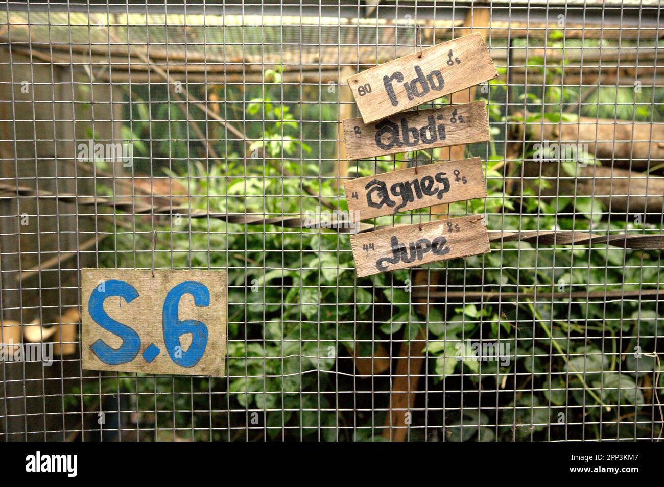 L'une des cages utilisées à l'installation de réhabilitation de la faune gérée par International Animal Rescue (IAR) pour réhabiliter des camions lents qui sont sauvés du commerce de la faune, situé à Ciapus, Bogor, West Java, Indonésie. Les primates nocturnes ont reçu un traitement et un processus d'accoutumance avant d'être libérés dans la nature. Malgré sa protection, les loris lents souffrent du commerce de la faune. Les primates nocturnes sont traités comme des animaux de compagnie sans avoir de caractéristiques pour survivre dans des milieux anthropiques. Banque D'Images