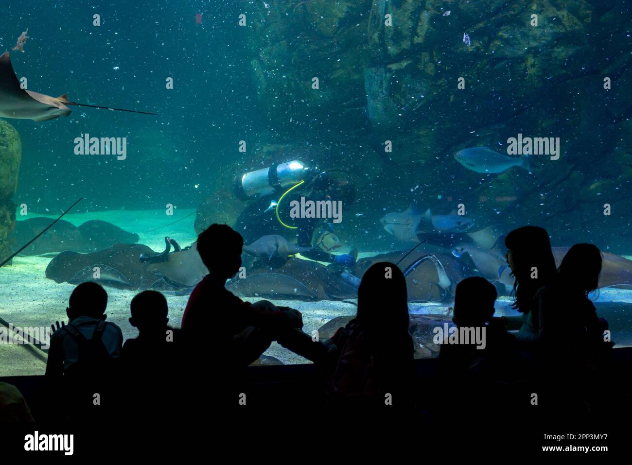 Toronto, ON, Canada - 18 novembre 2022 : des touristes silhouetés regardant un plongeur lors d'un spectacle aquatique à l'aquarium de Ripley Banque D'Images