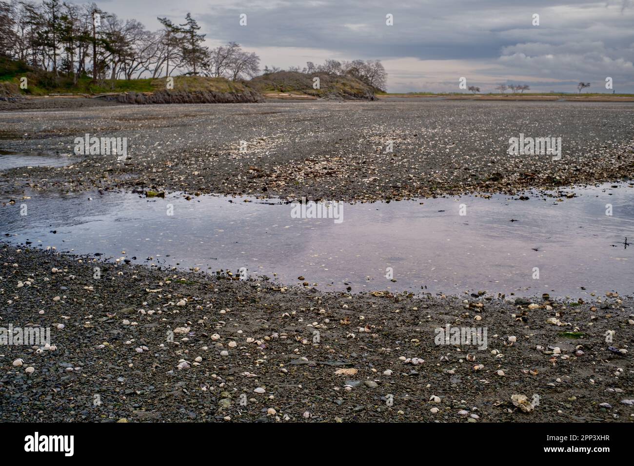 Les coquillages et les roches sont exposés dans un lagon d'eau salée à marée basse dans le lagon de Piper, sur l'île de Vancouver, au Canada. Banque D'Images