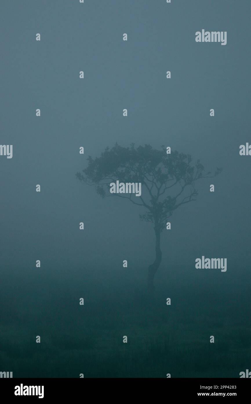 Un arbre isolé dans un brouillard épais tôt le matin Banque D'Images
