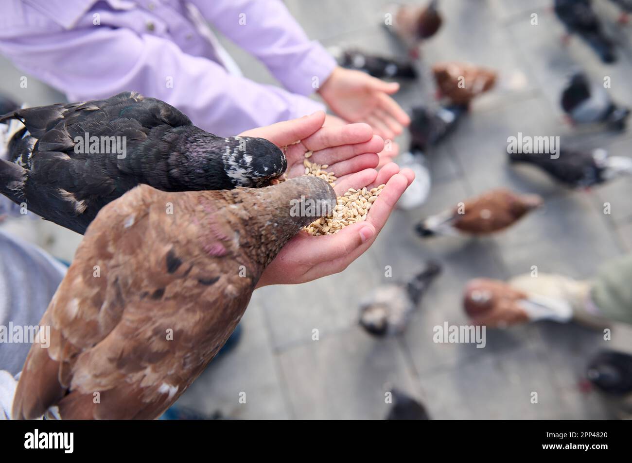 Gros plan de pigeons de roche, colombes mangeant des graines des mains d'enfants dans la place du parc. Le concept de l'enfance insouciante heureuse et l'amour instilant pour n Banque D'Images