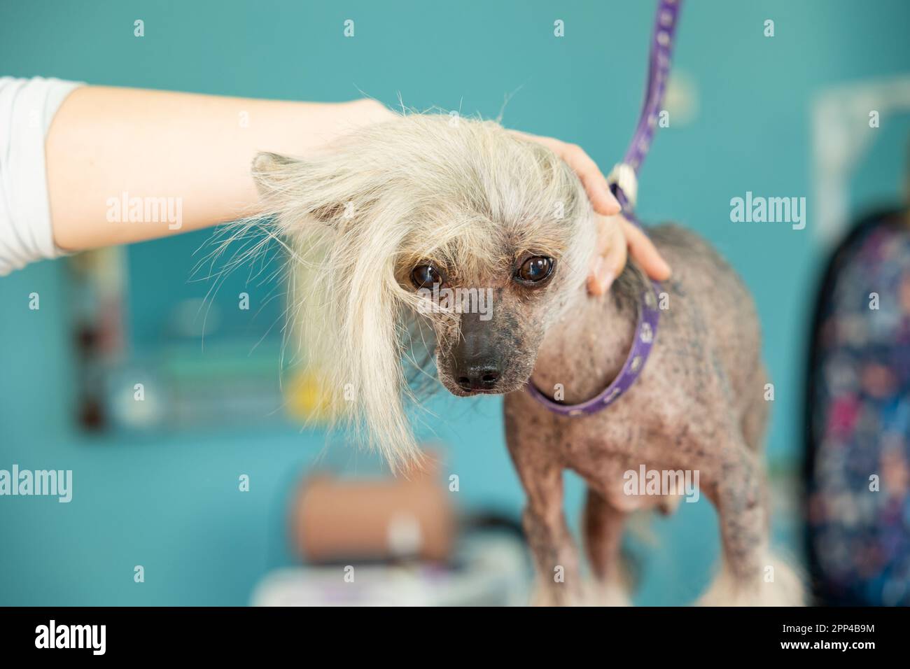 Portrait d'un chien chinois à crête sur une laisse dans le salon de toilettage. Soins professionnels pour animaux de compagnie Banque D'Images