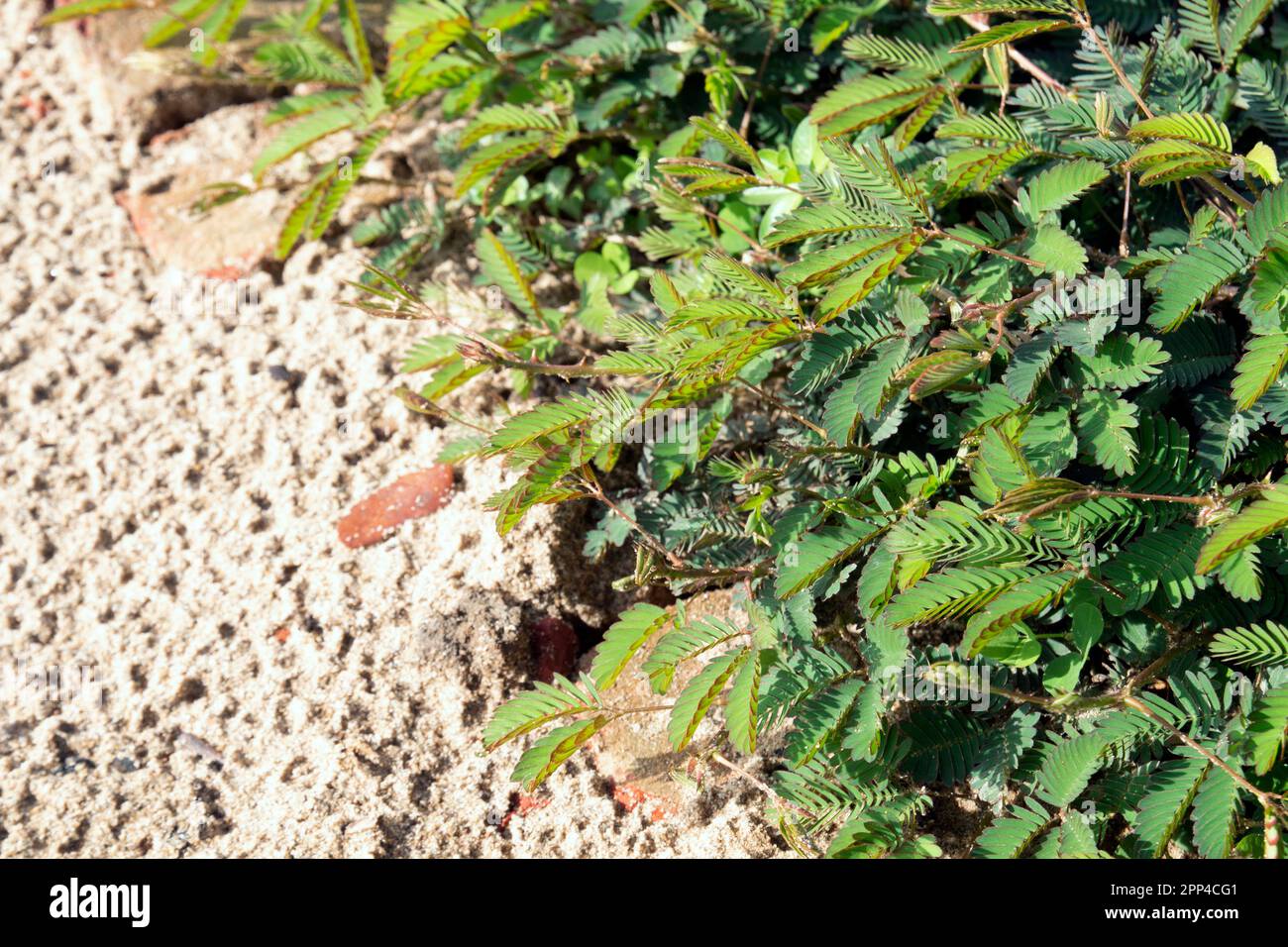 Lojjaboti ou Touch Me pas plante ou Mimosa pudica est une plante à fleurs rampante annuelle ou vivace de la famille des pois ou des légumineuses Fabaceae. Pla sensible Banque D'Images
