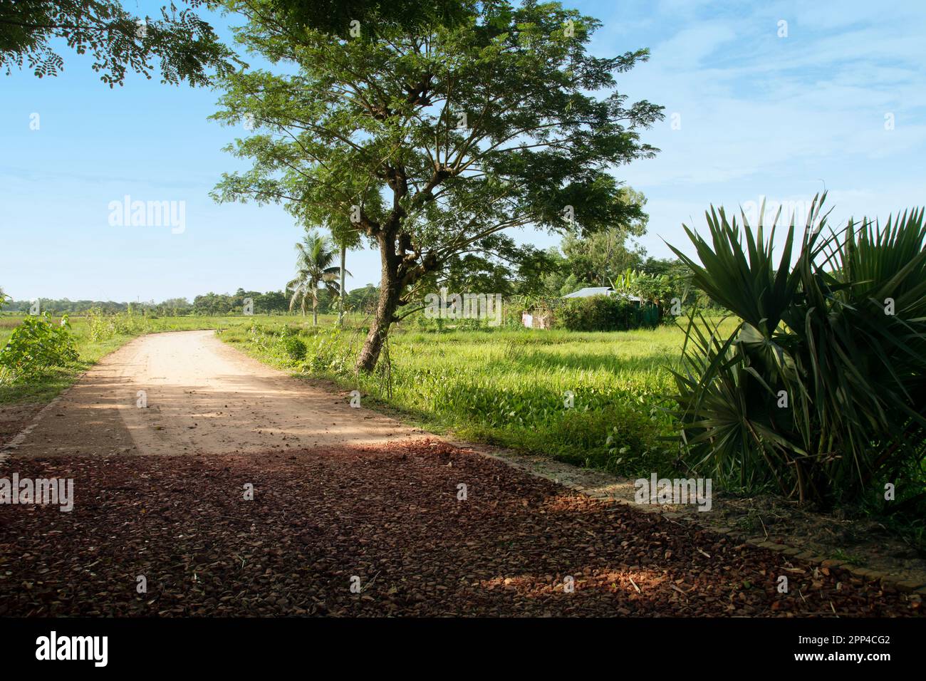Une route en brique sous-contrainte dans une zone rurale de Chittagong. Paysage matinal d'un village bangladeshi. Banque D'Images
