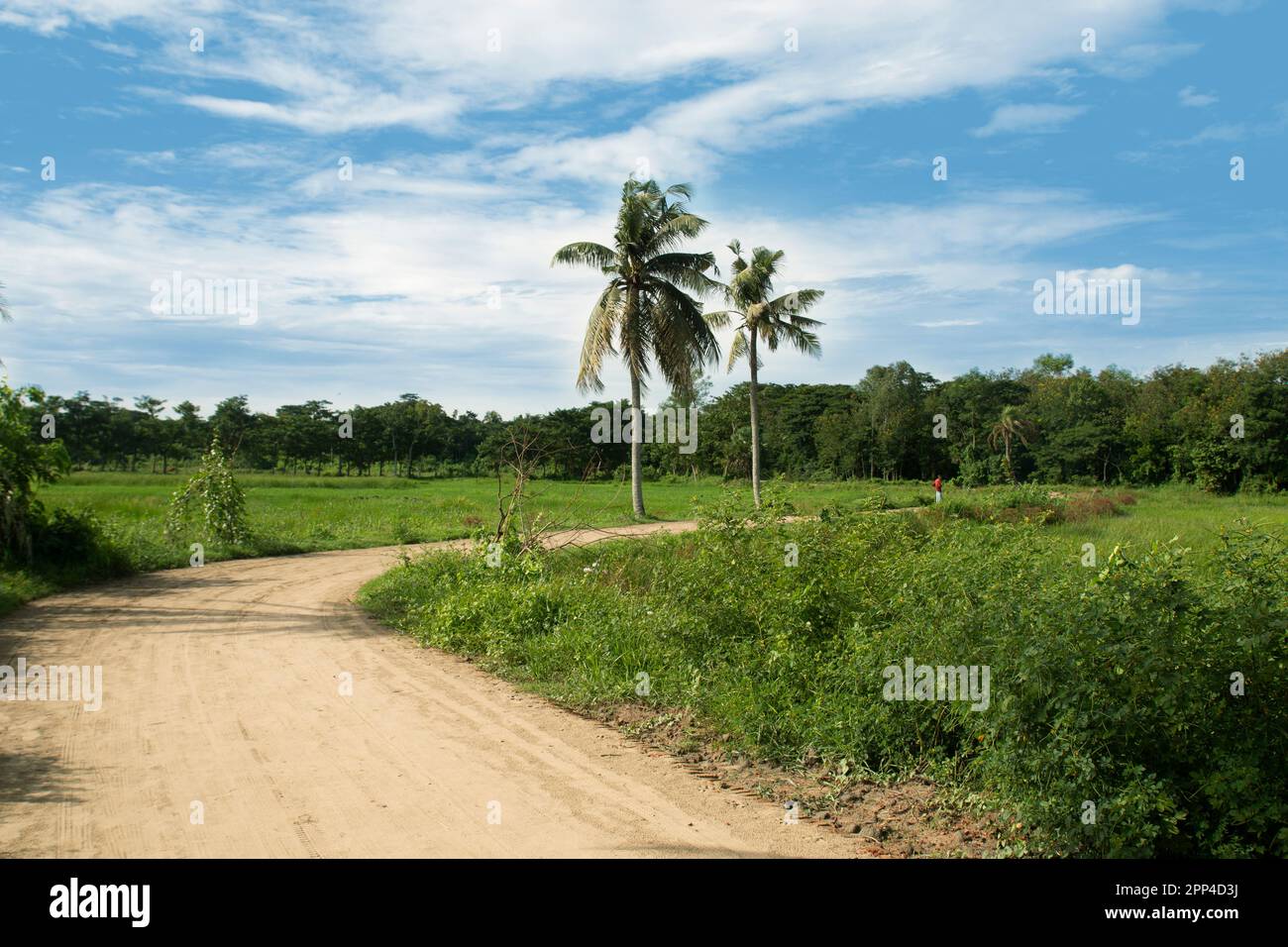 Une route en brique sous-contrainte dans une zone rurale de Chittagong. Paysage matinal d'un village bangladeshi. cococotier à côté de la voie de la boue. Banque D'Images