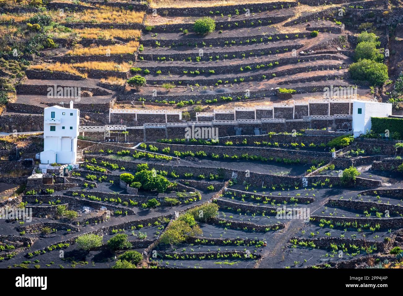 Terrain en terrasse sur Lanzarote, îles Canaries, Espagne Banque D'Images